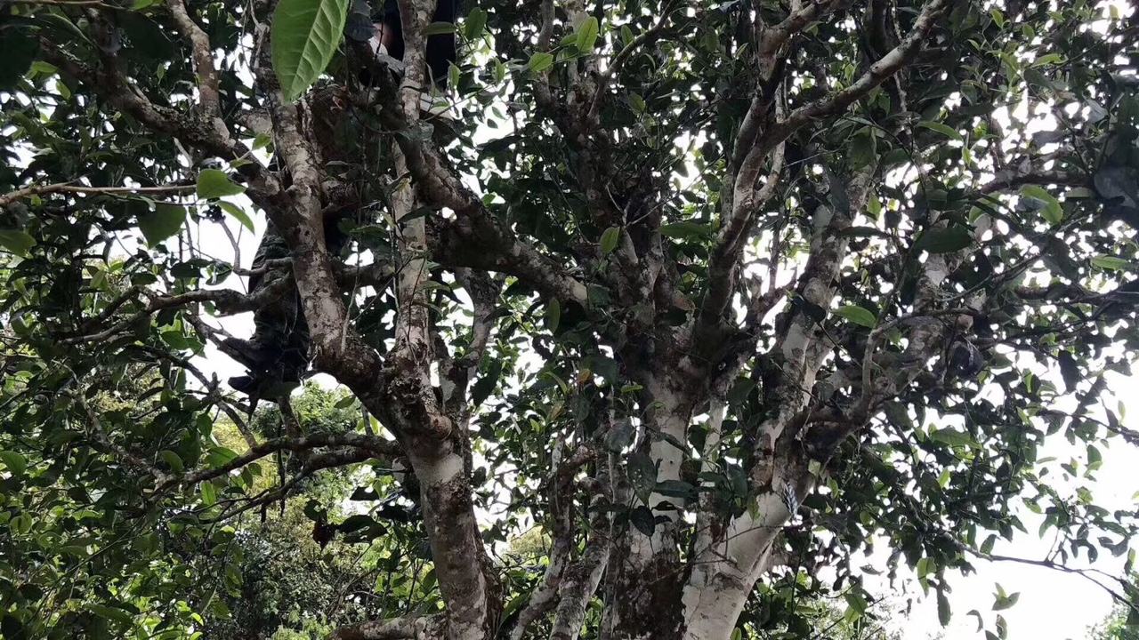 2022年麻黑古樹春茶價格？