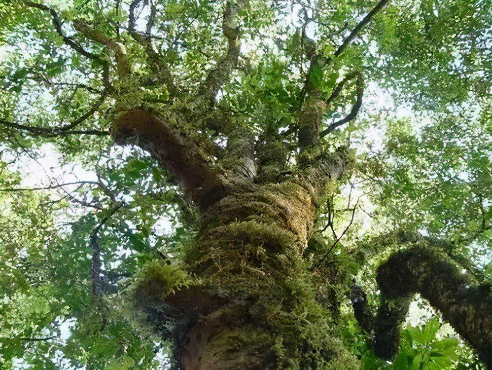 2022年落水洞古樹春茶特點(diǎn)？