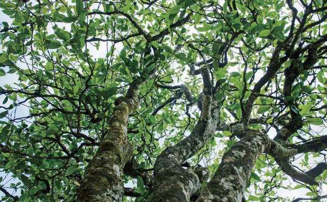 2022年落水洞古樹春茶多少錢一公斤？