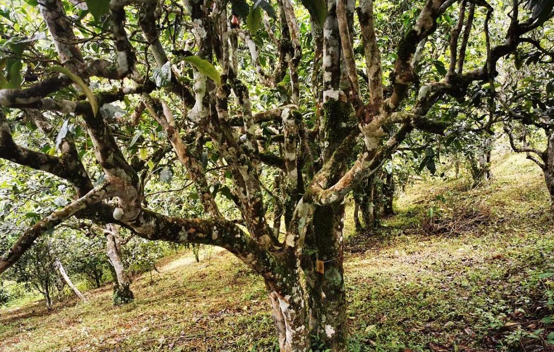 2022年落水洞古樹春茶價格？