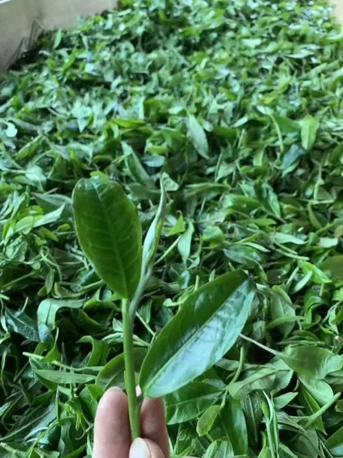 2022年彎弓古樹春茶口感？