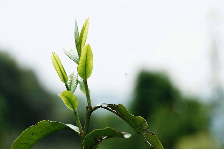 2022年白茶園古樹春茶品鑒！