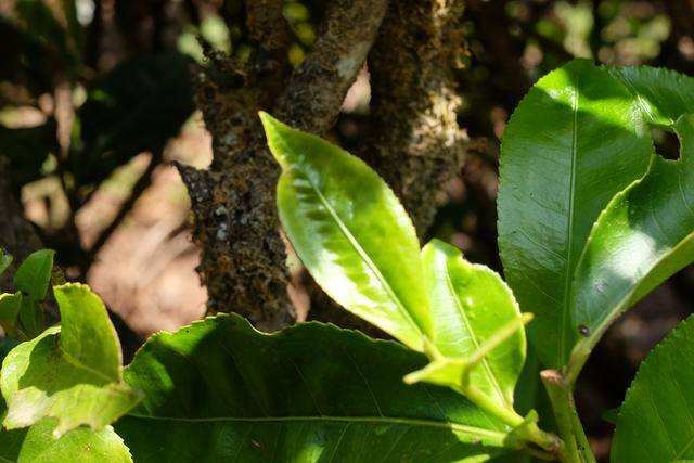 2022年白茶園古樹春茶價(jià)格？