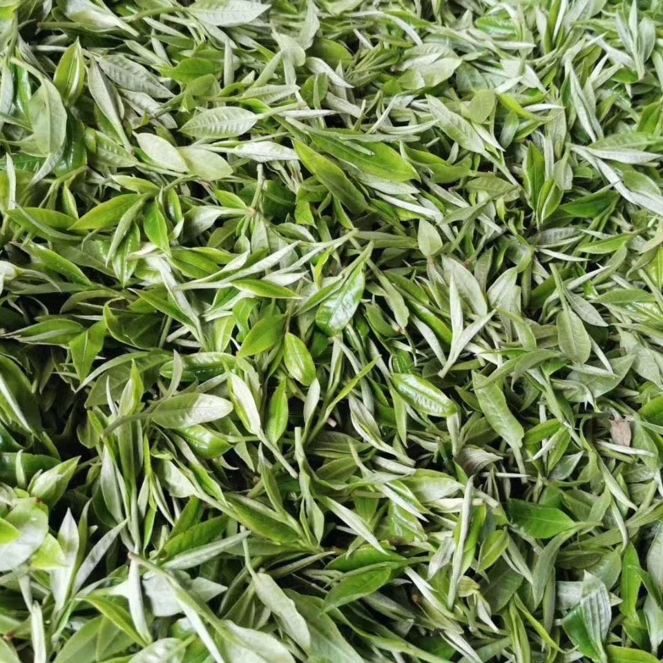 2022年白茶園古樹春茶多少錢一公斤？