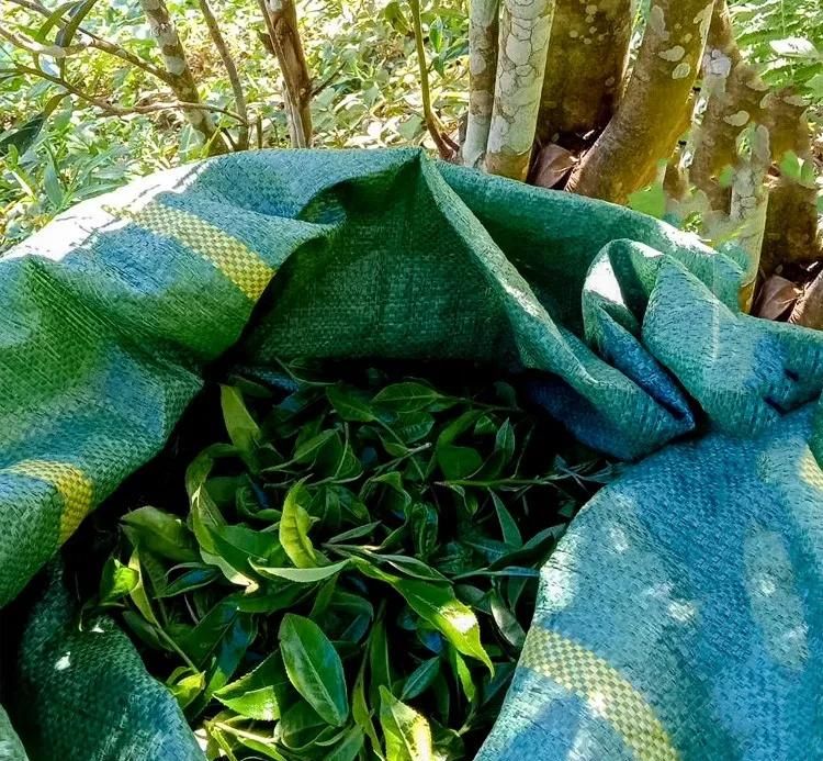 2022年鳳凰窩古樹春茶口感？