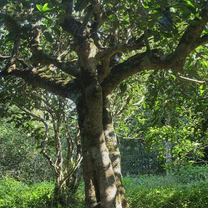 2022年鳳凰窩古樹春茶多少錢一公斤？