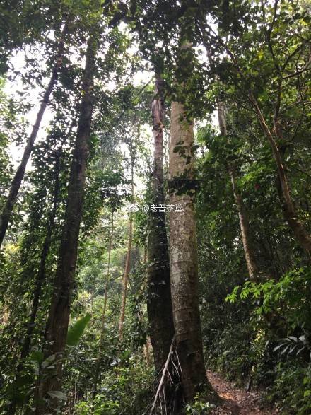 2022年刮風(fēng)寨茶王樹古樹春茶特點(diǎn)？