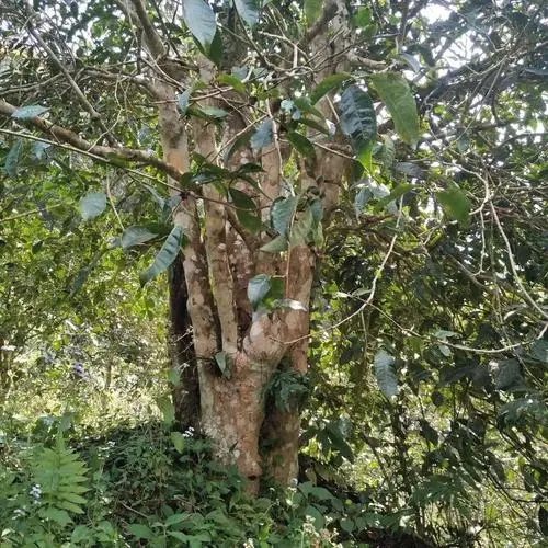 2022年刮風(fēng)寨茶王樹古樹春茶價(jià)格？