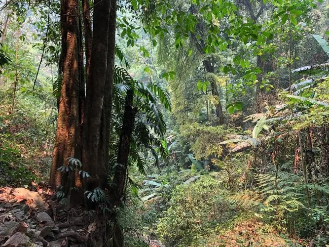 2022年 易武【刮風(fēng)寨】茶王樹(shù)——山野林韻之標(biāo)桿