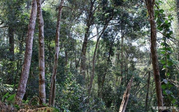 2022年冷水河古樹春茶特點(diǎn)？