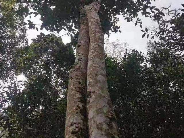 2022年冷水河古樹春茶口感？