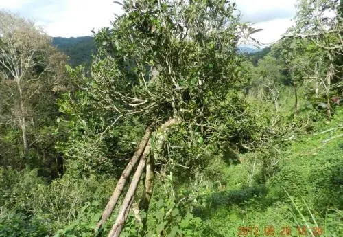 2022白沙河古樹春茶特點？