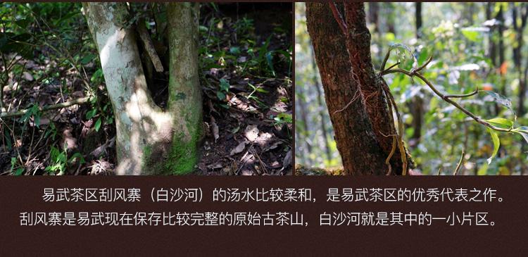 2022年白沙河古樹春茶口感？