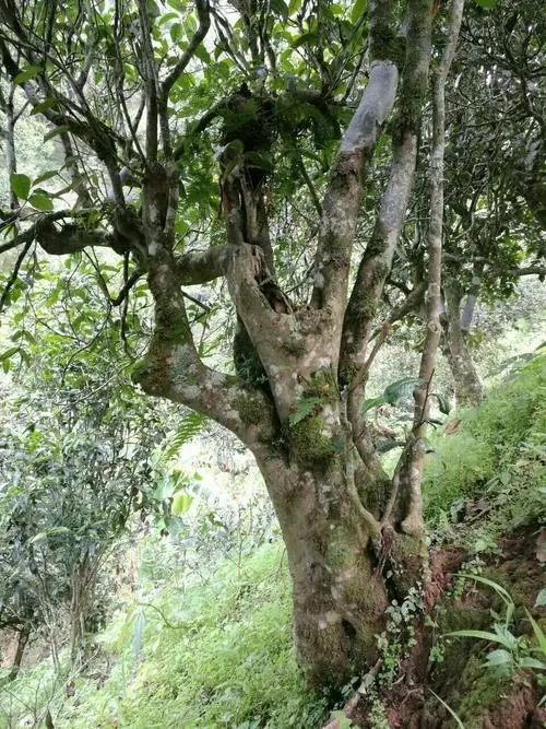 2022年黑水梁子古樹春茶特點？