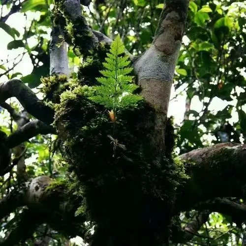 2022年黑水梁子古樹春茶價格？