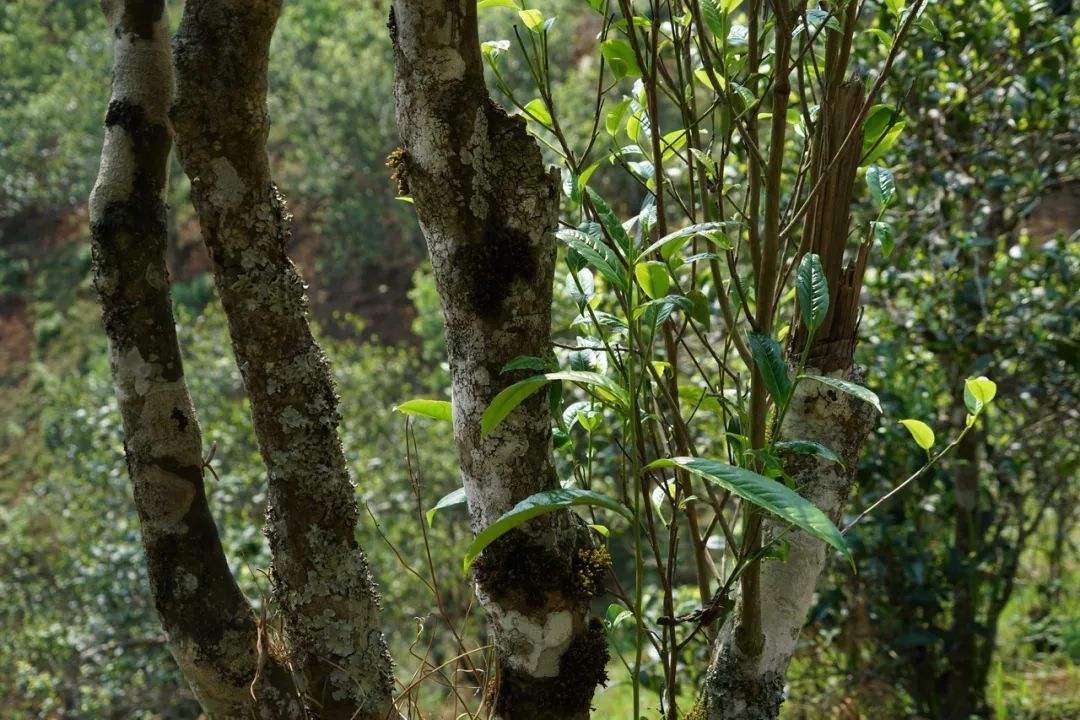 2022年黑水梁子——與你一起，走進茶馬古道的源頭