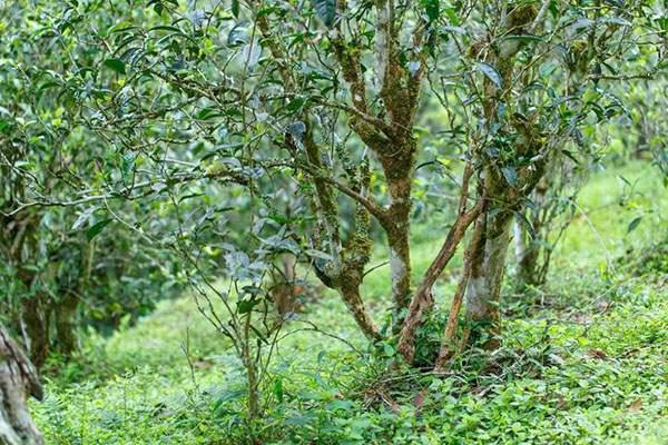 2022年刮風(fēng)寨茶坪古樹春茶口感？