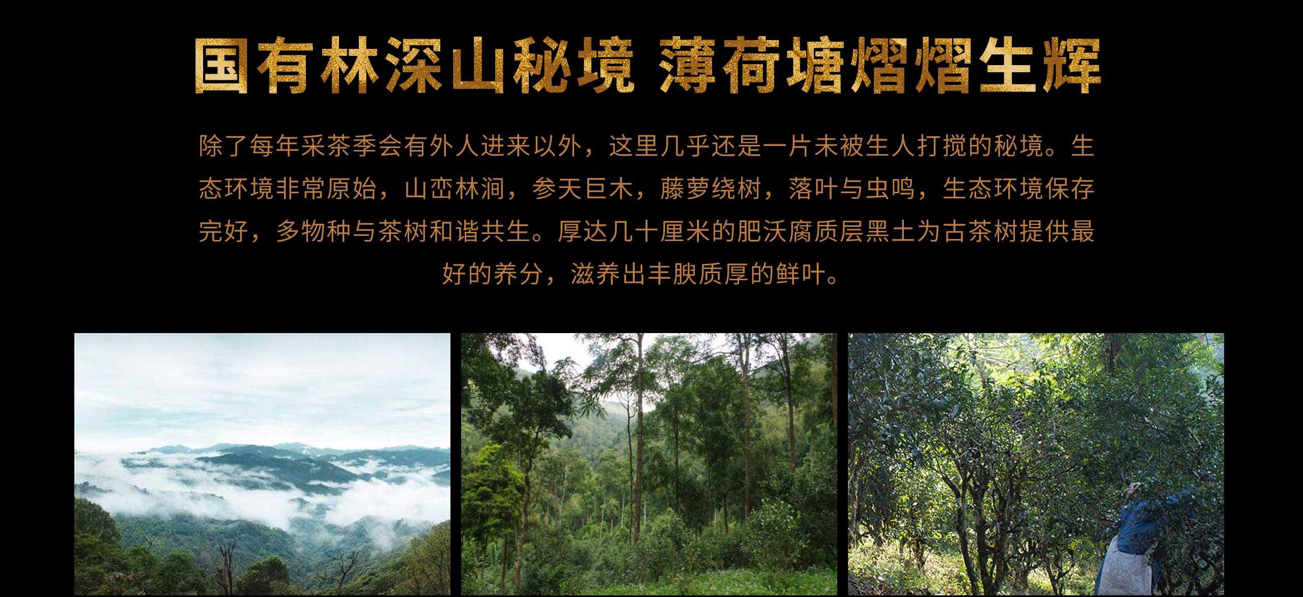 2022年薄荷塘古樹春茶特點？