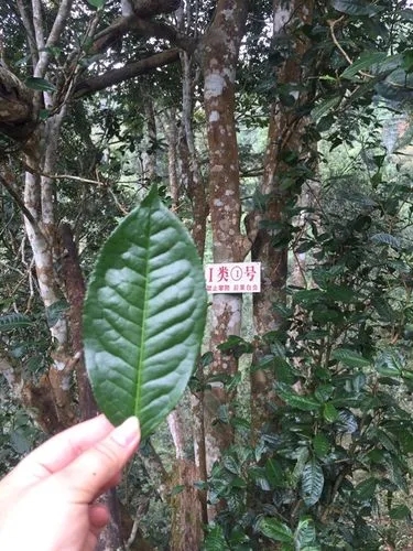 2022年薄荷塘古樹春茶價格？