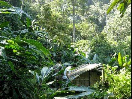 2022年薄荷塘古樹春茶多少錢一公斤？