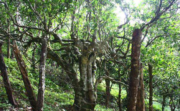 2022年多依樹古樹春茶口感？