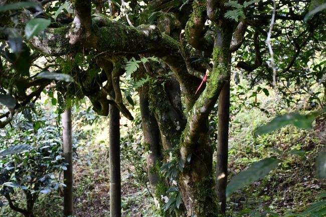 2022年多依樹古樹春茶多少錢一公斤？