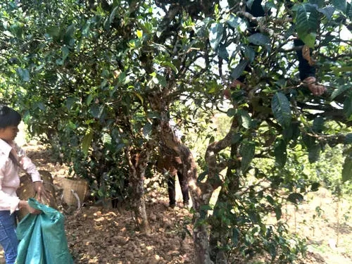 2022年易武張家灣古樹春茶特點？