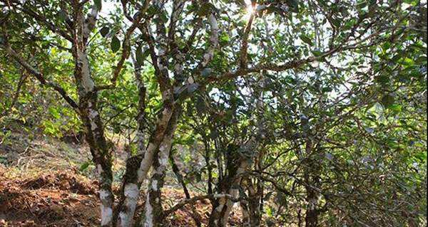 2022年易武張家灣古樹春茶口感？