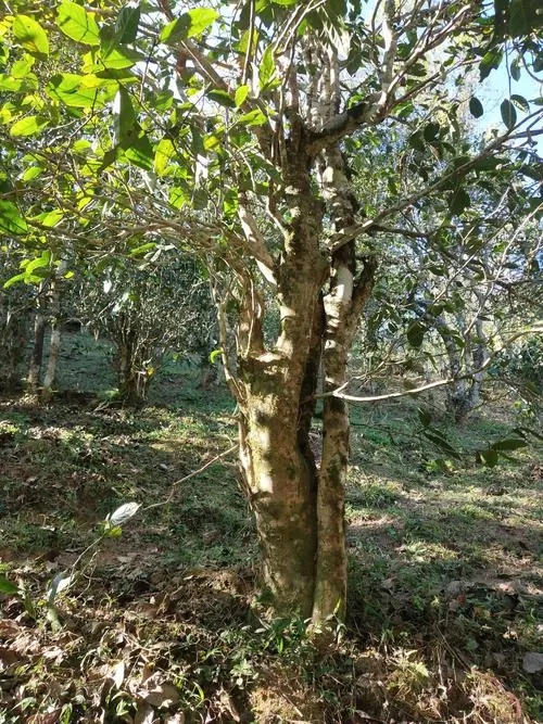 2022年易武張家灣古樹春茶多少錢一公斤？