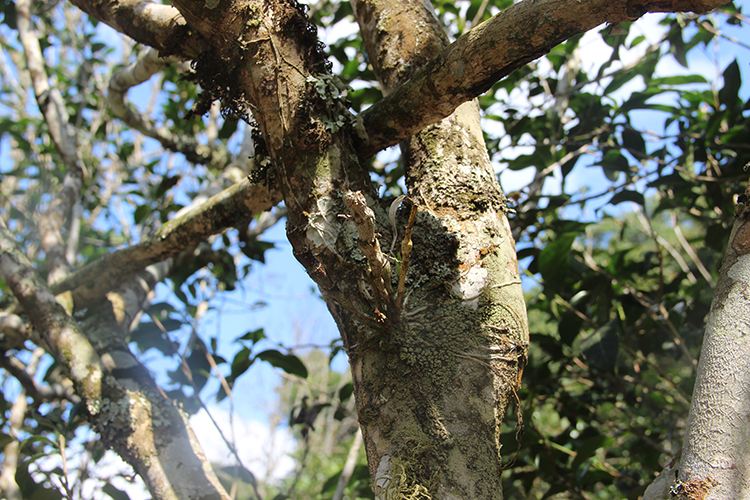 2022年【張家灣】新品介紹 || 香揚甜淳風骨在內