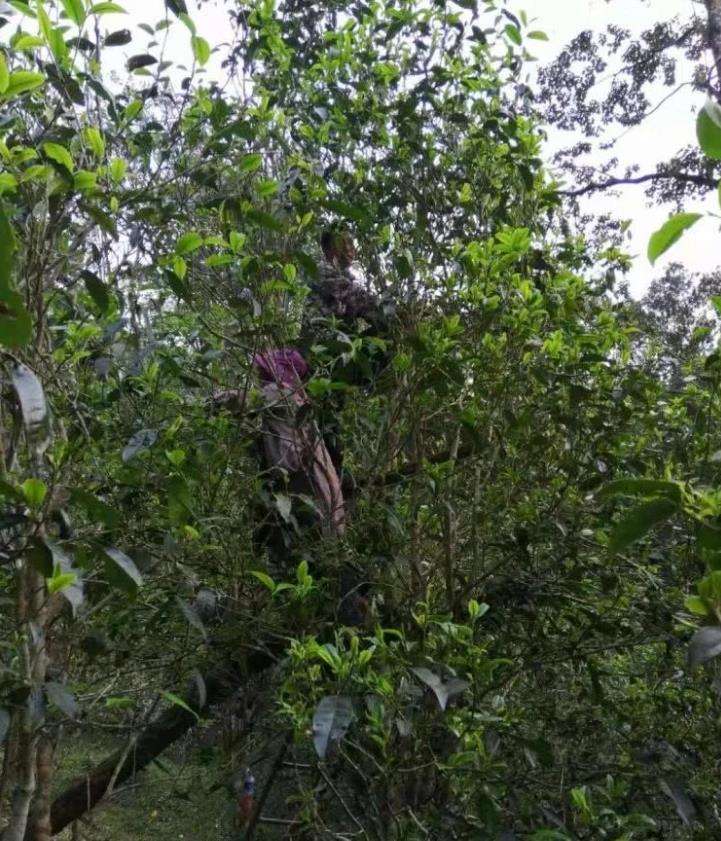 2022年一扇磨古樹(shù)春茶特點(diǎn)？