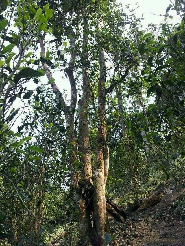 2022年一扇磨古樹春茶口感？