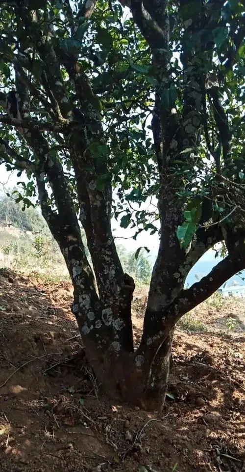 2022年香椿林古樹春茶多少錢一公斤？