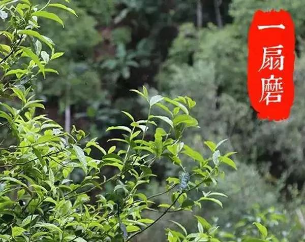 2022年,不可錯過的超微產區(qū)香椿林古樹春