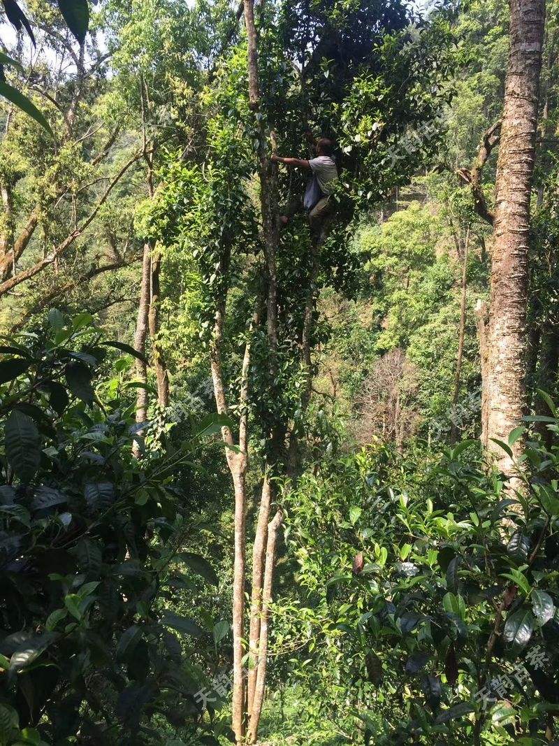 2022年天門山古樹(shù)春茶口感？