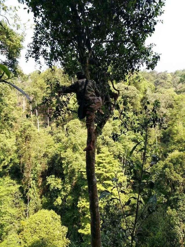 2022年天門山古樹春茶價格？