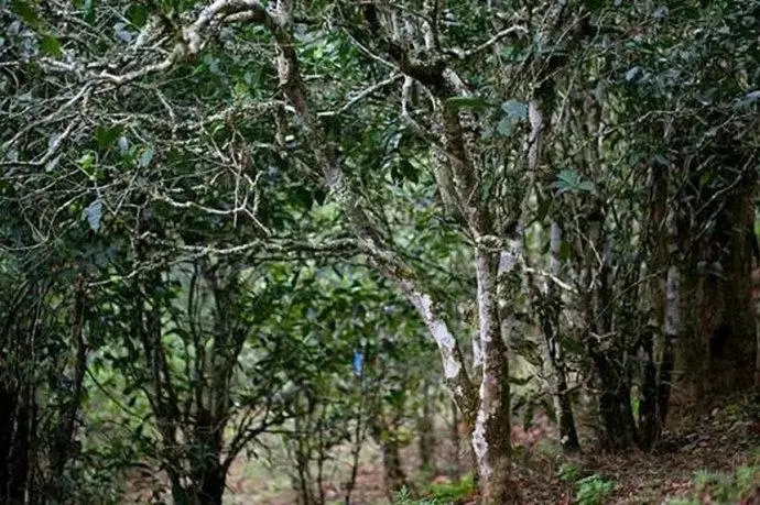 2022年高山寨古樹春茶特點？