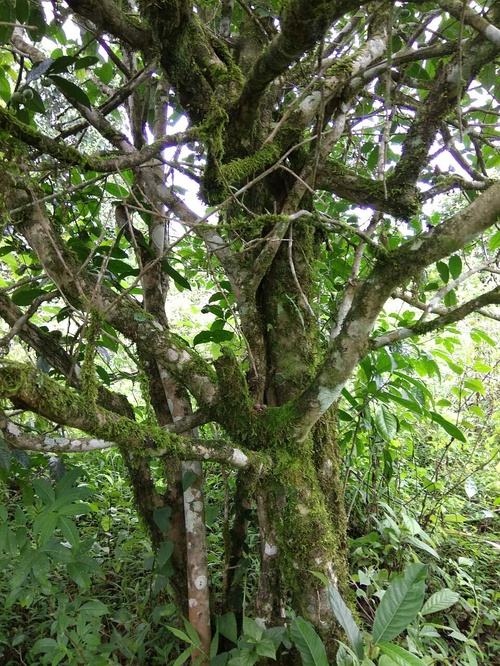 2022年高山寨古樹春茶口感？