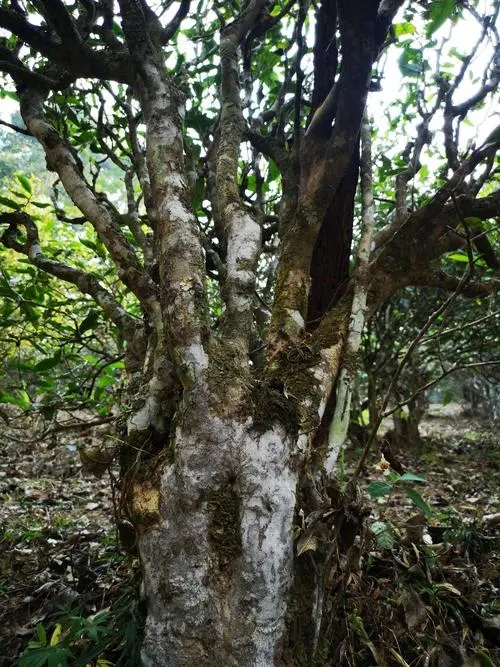 2022年高山寨古樹(shù)春茶價(jià)格？