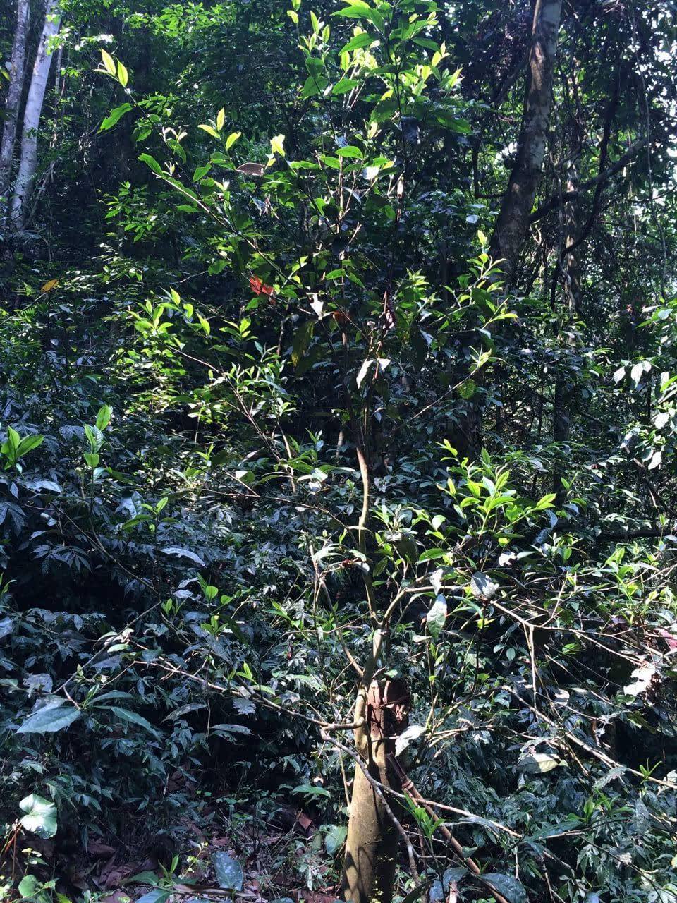 2022年高山寨古樹(shù)春茶多少錢(qián)一公斤？