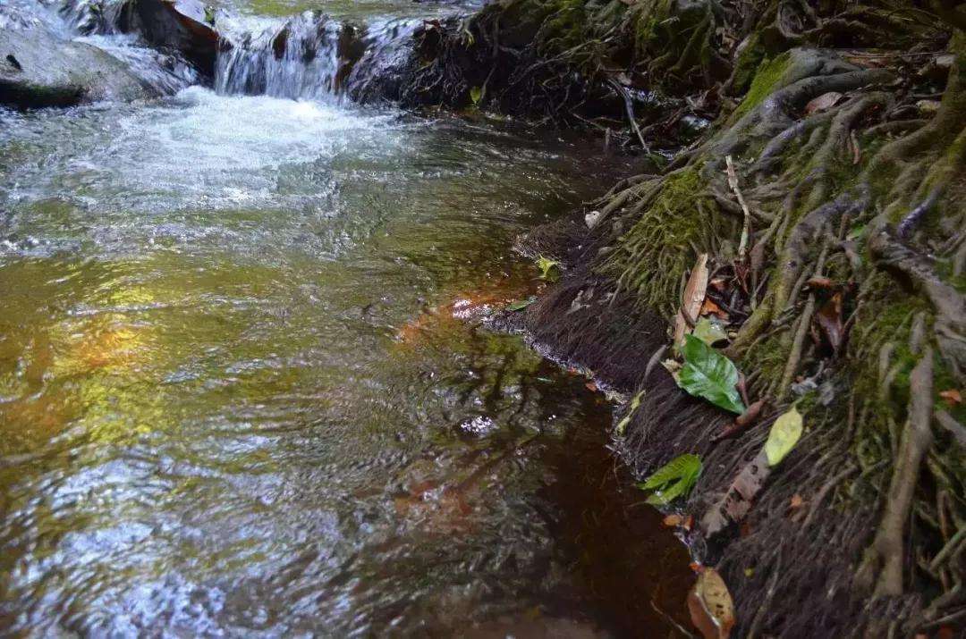 2022年銅箐河古樹春茶口感？