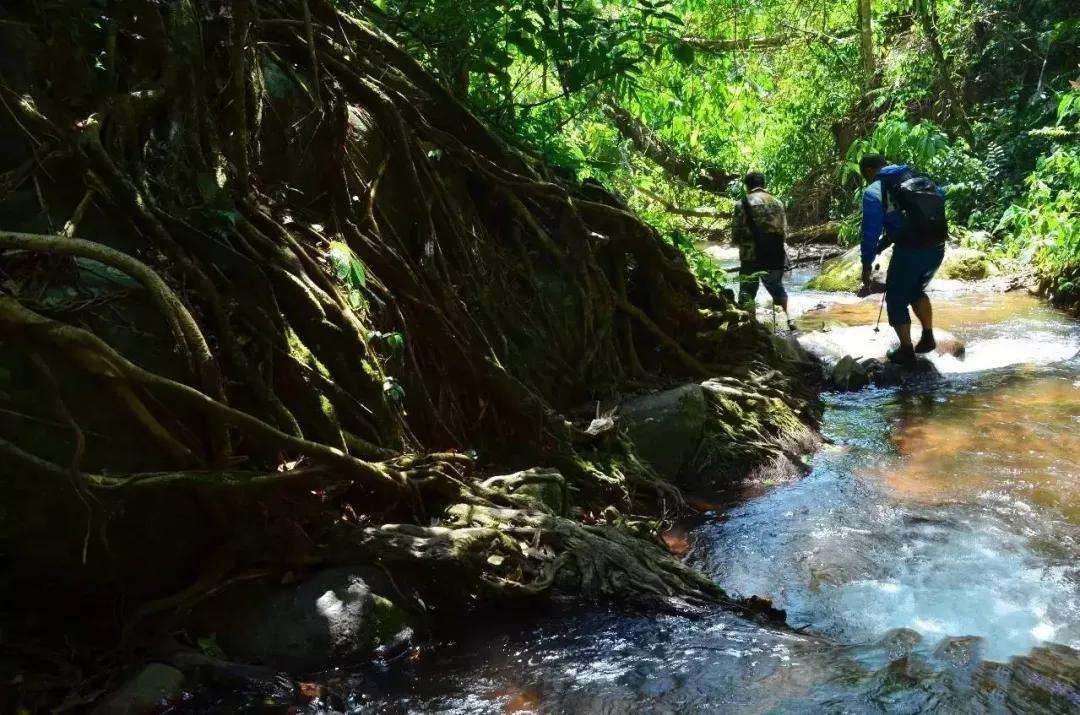 2022年銅箐河古樹(shù)春茶價(jià)格？