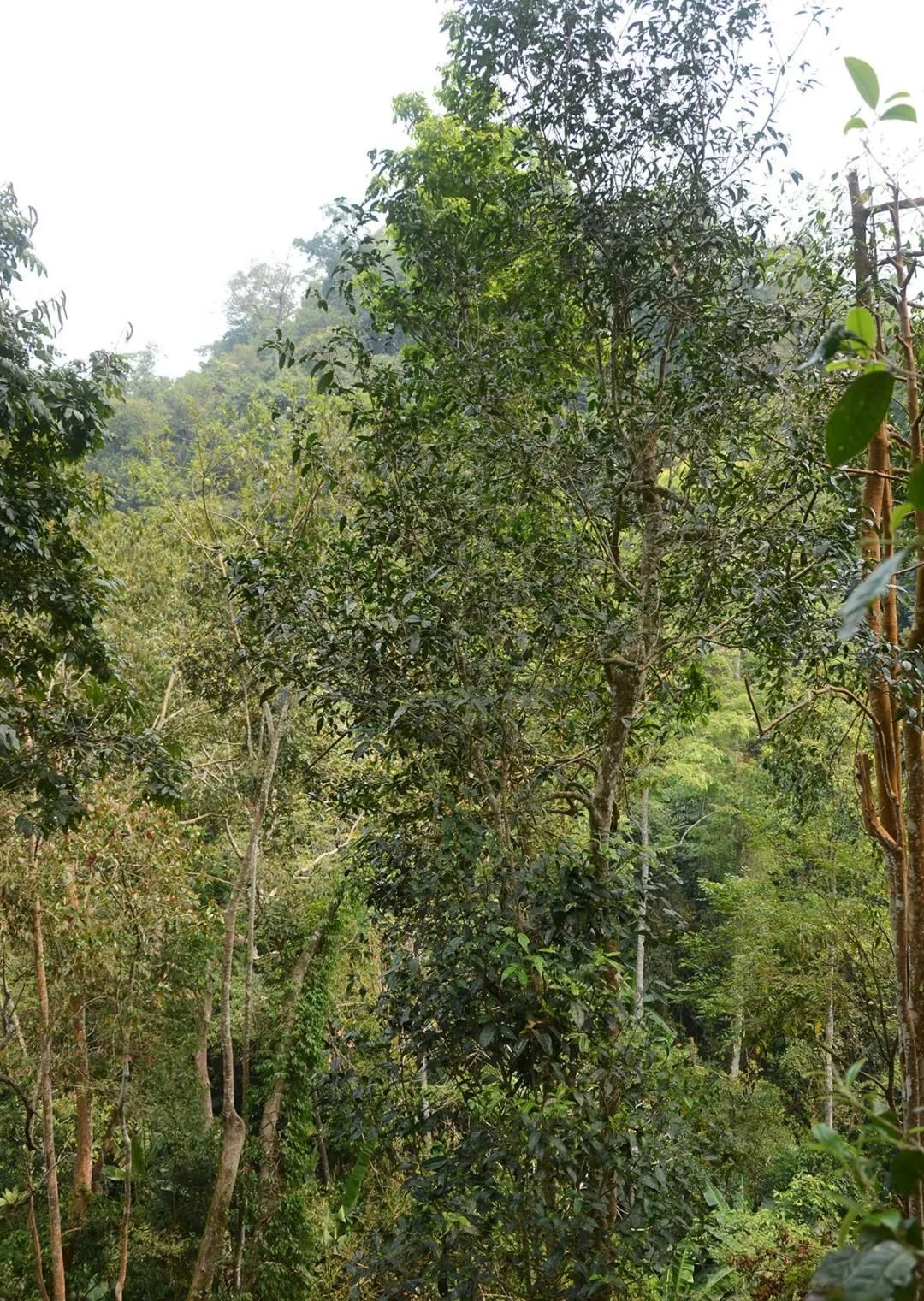 2022年百花潭古樹(shù)春茶價(jià)格？