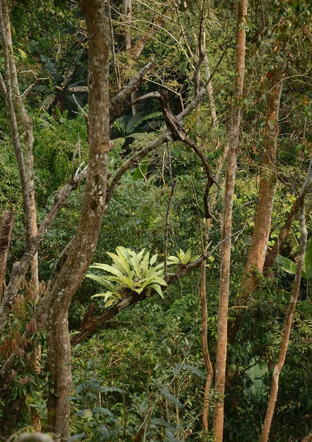 2022年百花潭古樹(shù)春茶多少錢(qián)一公斤？