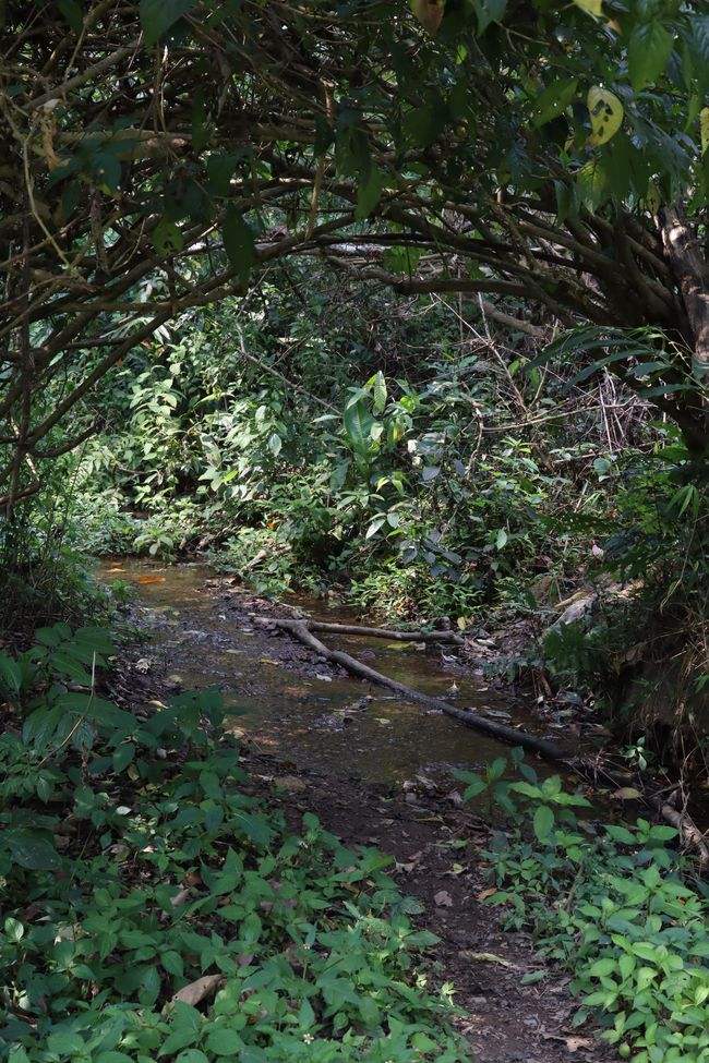 2022年蟒蛇箐古樹(shù)春茶特點(diǎn)？