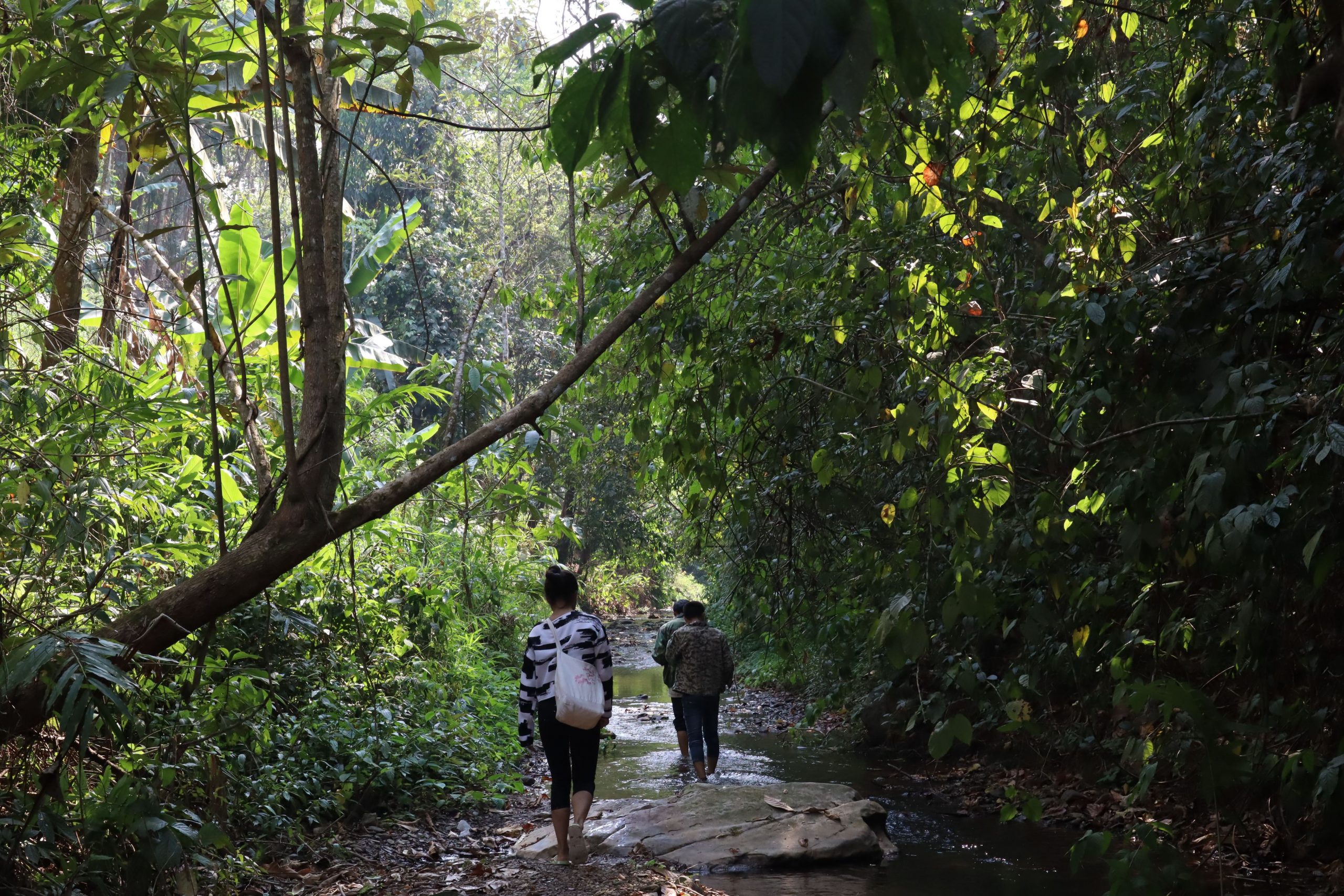 2022年蟒蛇箐古樹(shù)春茶口感？