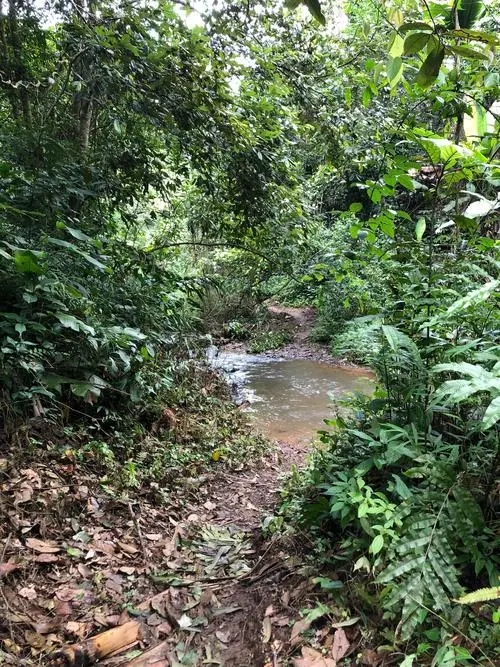 2022年蟒蛇箐古樹(shù)春茶價(jià)格？