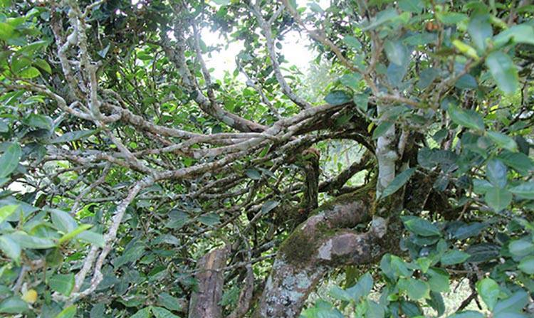 2022年倚邦曼拱古樹(shù)春茶特點(diǎn)？