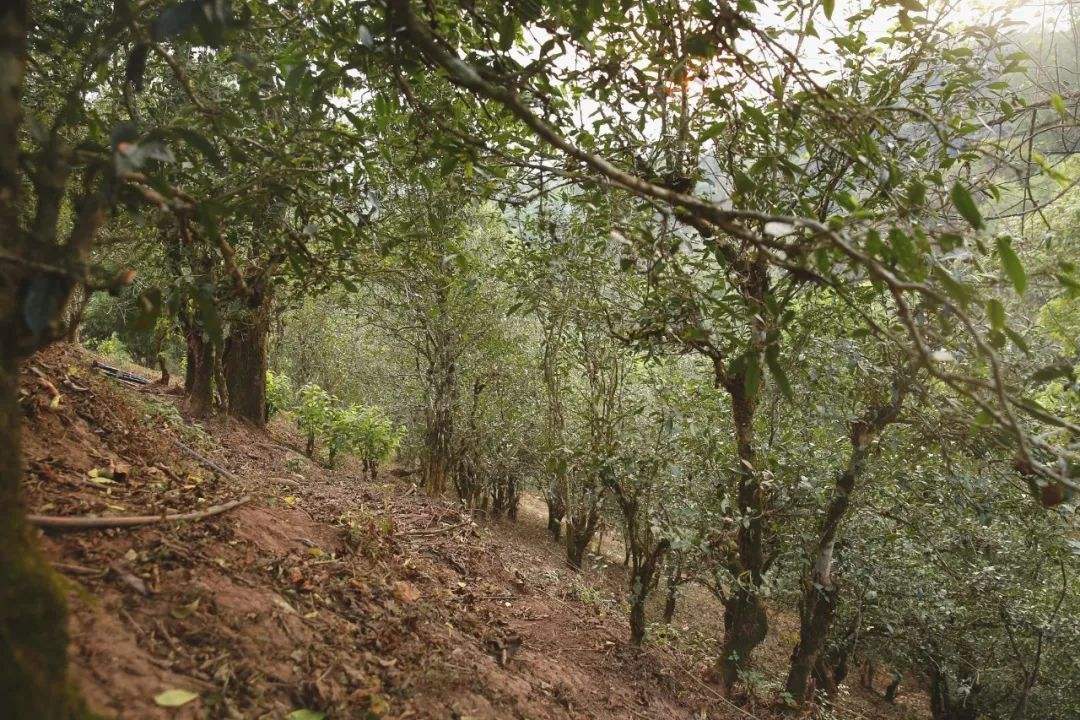 2022年倚邦曼拱古樹春茶口感?