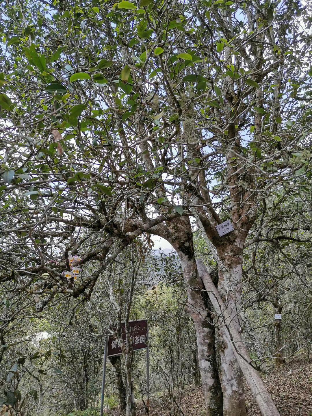 2022年大黑樹(shù)林古樹(shù)春茶特點(diǎn)？